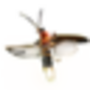 torchbug_thorax.png