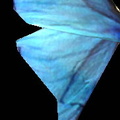 blue_butterfly_wing.jpg