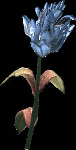 blue_mountain_flower.jpg
