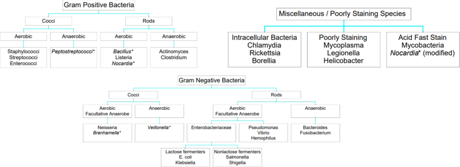 bacteria-003636.png