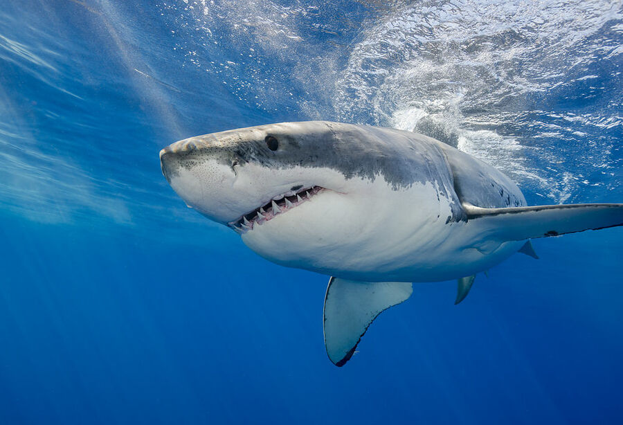 shark.jpg