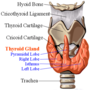 thyroid_ultrasonography_3912.png