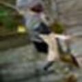 dk2_147.jpg
