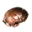 mudcrab_chitin.png