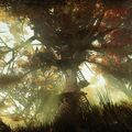 treetops.jpg