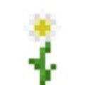oxeye-daisy.jpg