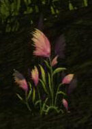 dandelion.jpg