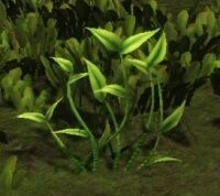 laurel.jpg