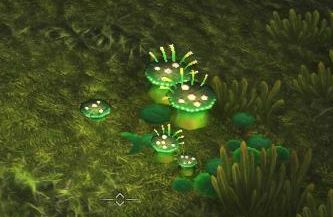 lotus.jpg