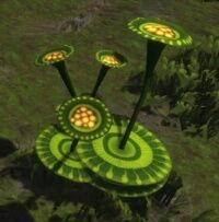 maria_sunflower.jpg