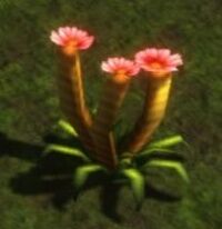 tulip.jpg