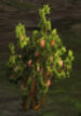 wattle.jpg