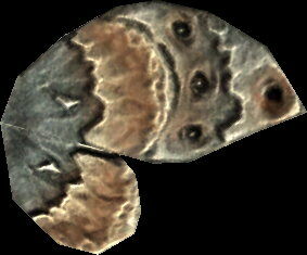 ancestor_moth_wing.jpg