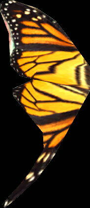 butterfly_wing.jpg
