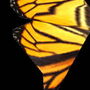 butterfly_wing.jpg