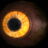 eye_of_sabre_cat.jpg