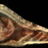 falmer_ear.jpg