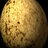 hawk_s_egg.jpg