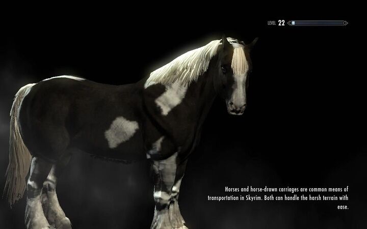 horse.jpg
