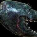 mudcrab_chitin.jpg
