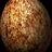 pine_thrush_egg.jpg
