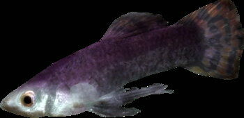 river_betty.jpg