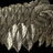 slaughterfish_scales.jpg