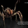 spider.jpg