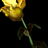 yellow_mountain_flower.jpg