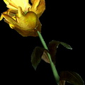 yellow_mountain_flower.jpg