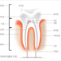 치아_1023001058.png