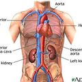 abdomen_vessels.jpg