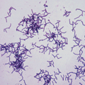 actinomycosis_2637.png