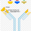 antibody.jpg