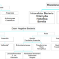 bacteria-003636.png