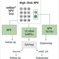 cobas_primary_screening_algorithmvert_140407.png