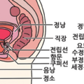 cowper_s_gland-004240.png