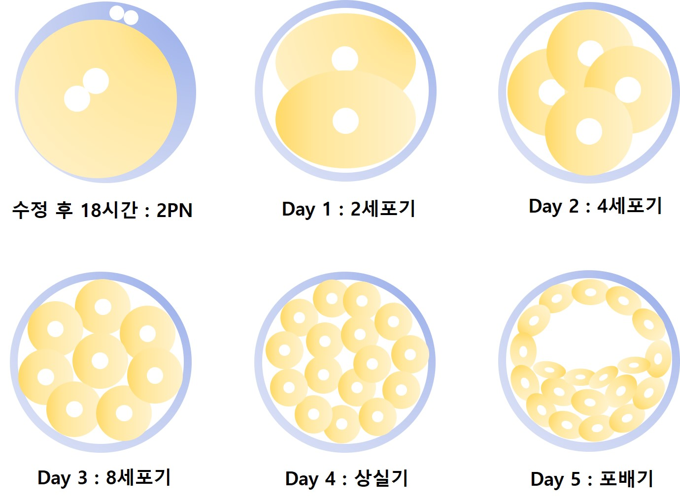 embryo_transfer_1426.png