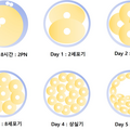 embryo_transfer_1426.png