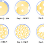 embryo_transfer_1426.png