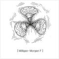 excision_and_ligation05.jpg