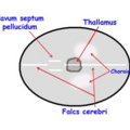 fetal_biometry_0514211745.png