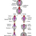 fetal_genitalia.jpg