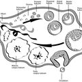 follicle-growth_ovulation.jpg