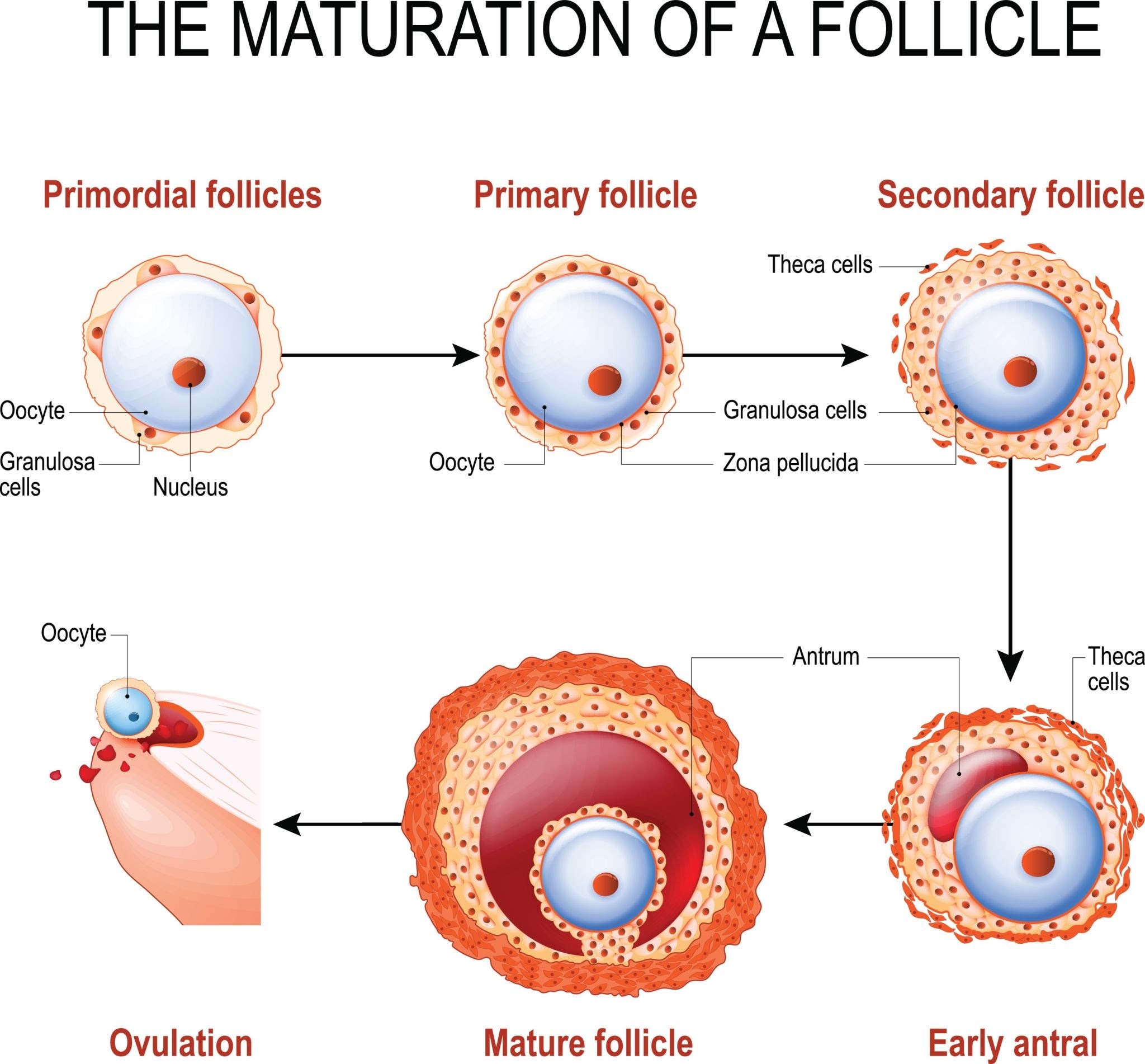 maturation of a follicle. Diagram of folliculogenesis.