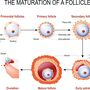 follicle.jpg