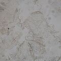 fungus010214-1.jpg