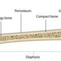 growth_plate_2204.png