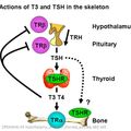 hypothalamic_pituitary_thyroid_axis.jpg