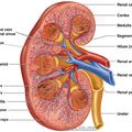 kidney.jpg